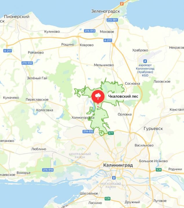 Где собирают грибы в Калининградской области: грибные места, районы, карта