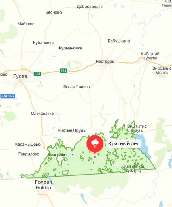Где собирают грибы в Калининградской области: грибные места, районы, карта