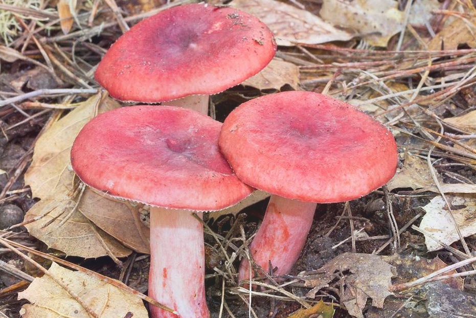 Сыроежка розовая Russula Rosea - Собирать грибы