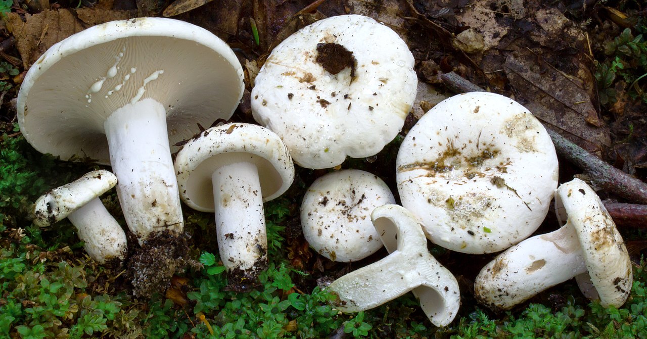 Перцевий горох - Lactarius piperatus