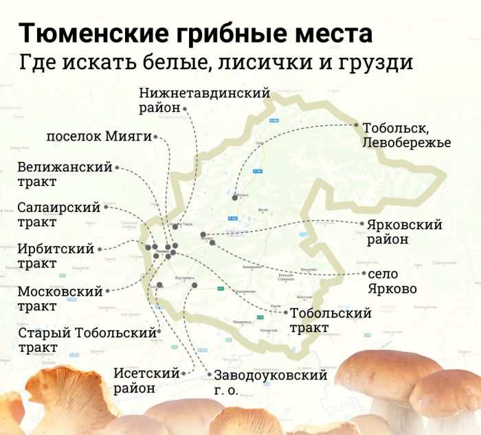 Где собирать грибы в Тюмени