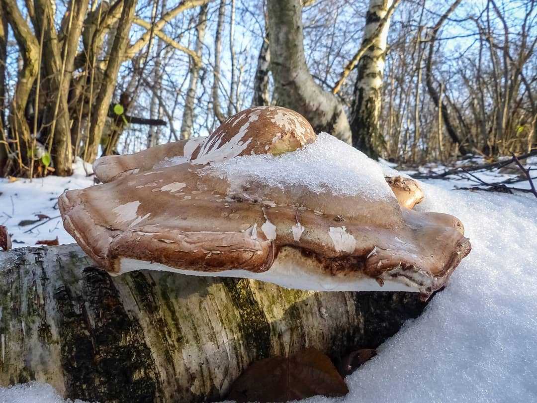Пиптопор бетулинус