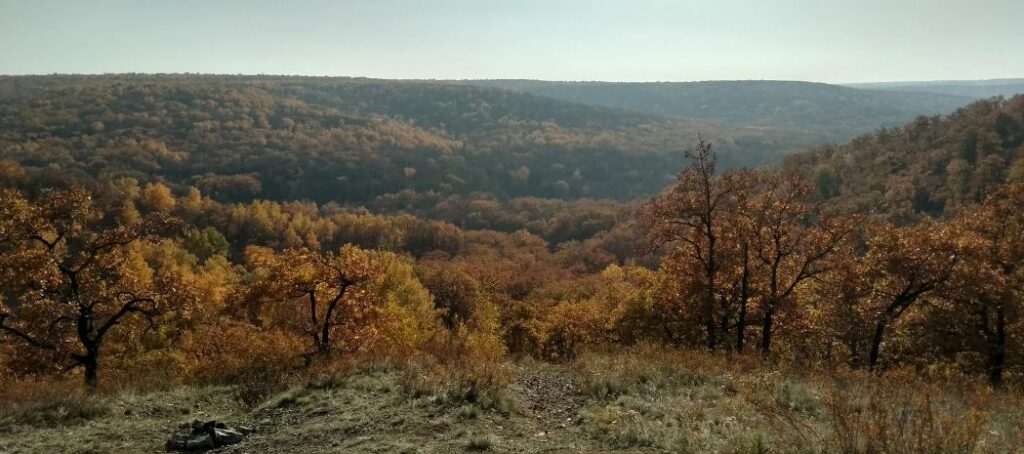 Какие грибы растут в Саратовской области
