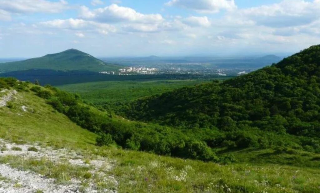 Съедобные и ядовитые грибы Ставрополя