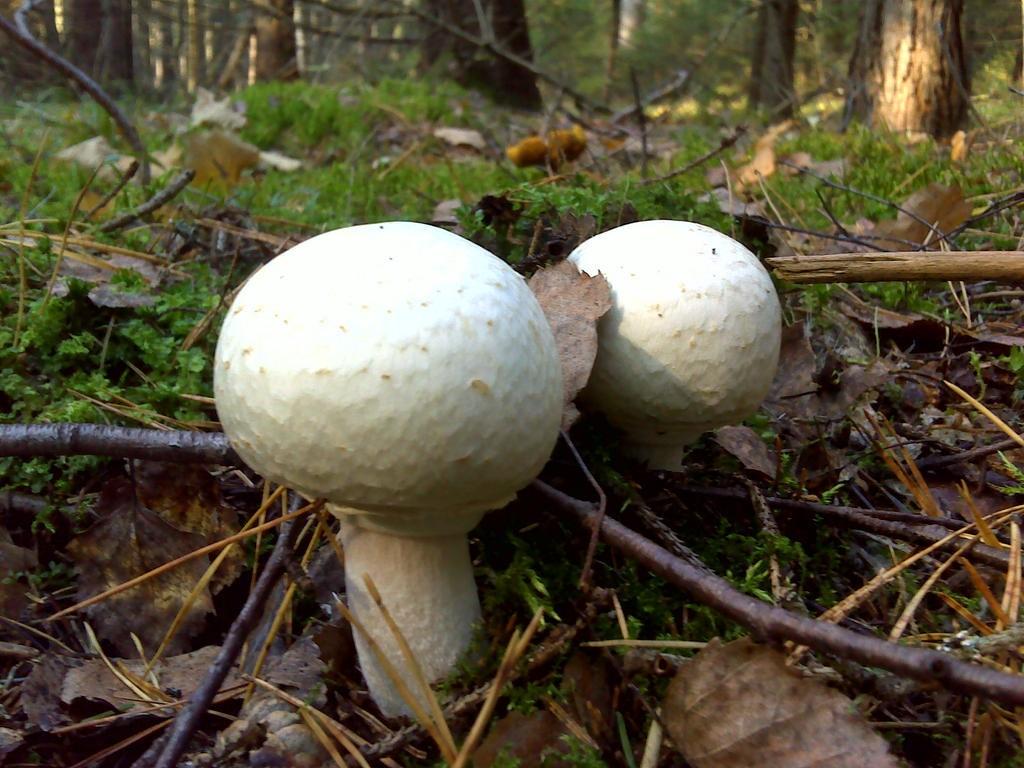 Лесной шампиньон