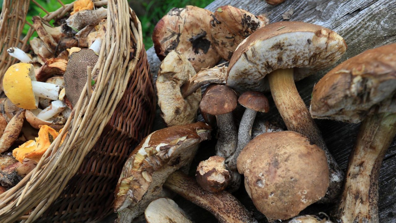 Бабочки: описание грибов, виды, где растут, съедобность, фото в лесу