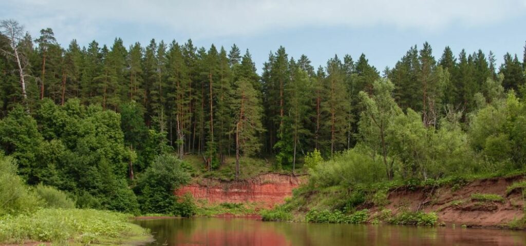 Грибные места в Самарской области