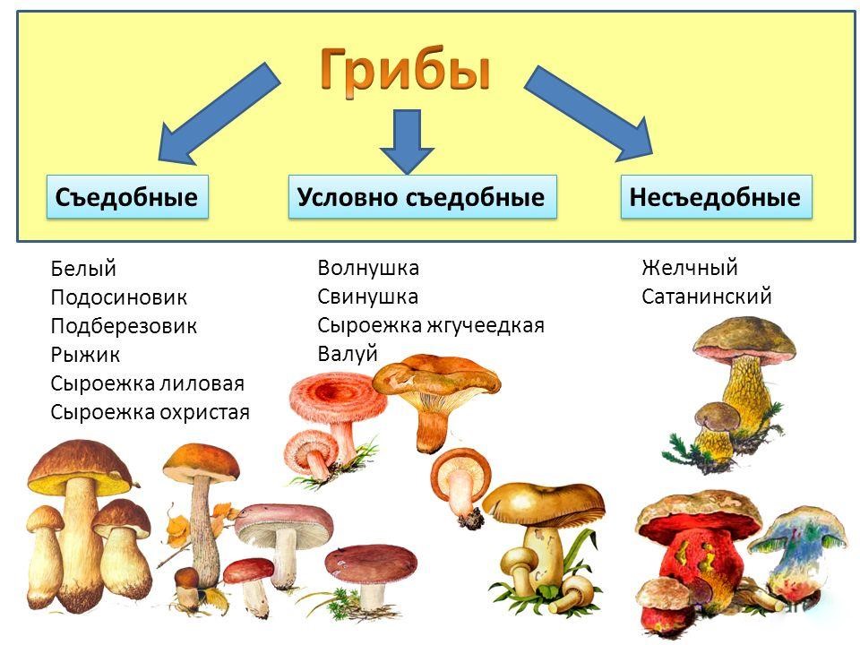 Грибы, пищевая ценность шампиньонов, классификация и сорта шампиньонов, полезные и опасные свойства шампиньонов, особенности употребления, правила сбора шампиньонов