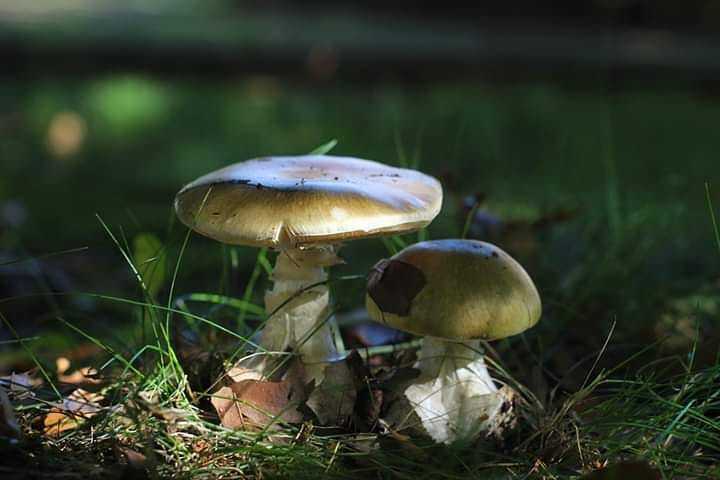 Поганка бледная