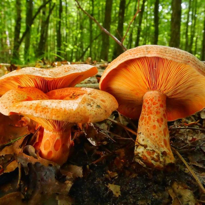Имбирь настоящий - описание где растет, похожие виды, фото в лесу