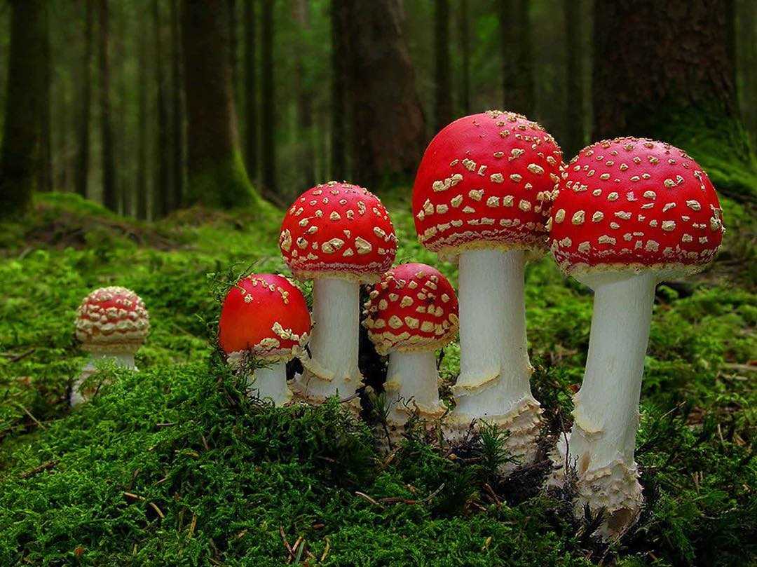 Мухомор красный