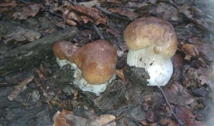 White mushroom