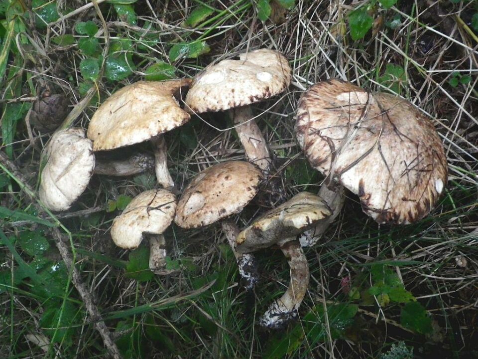 Масляная банка серая