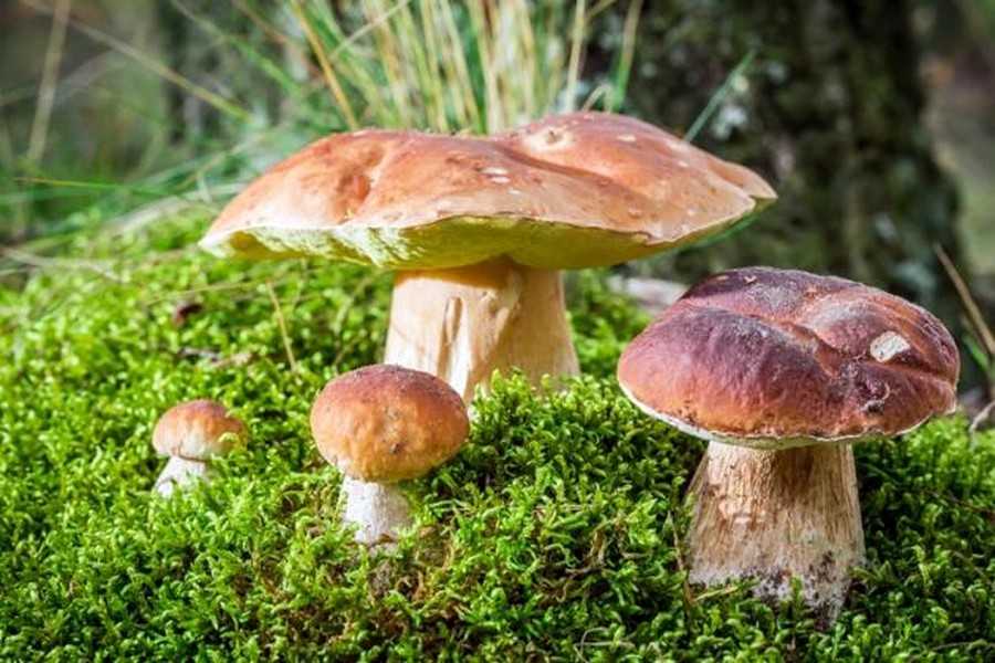 Бабушка из Вороновиц катается на самокате по лесу за грибами | Новости Винницы | ВЛАСНО.info