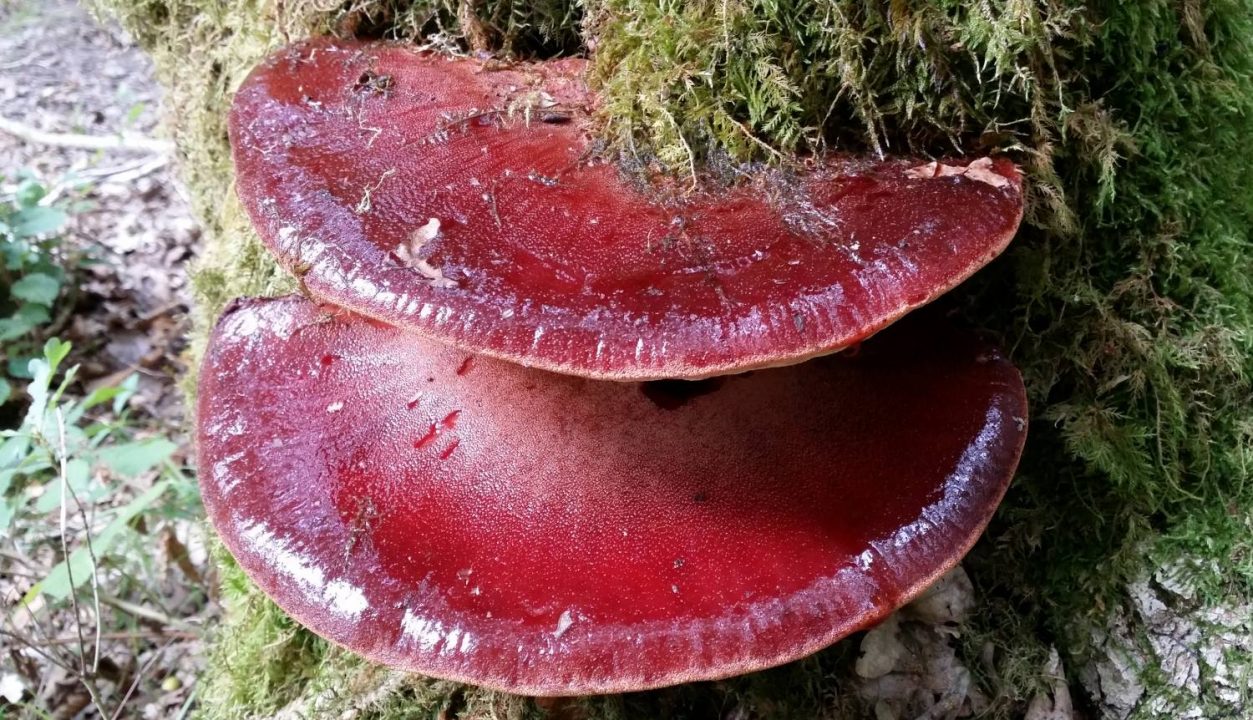 Печеночник обыкновенный (Fistulina hepatica) - Гриб Удмуртии