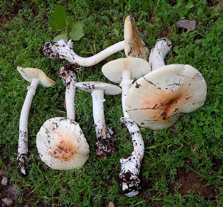 File:Amanita ocreata 601830.jpg - Wikimedia Commons