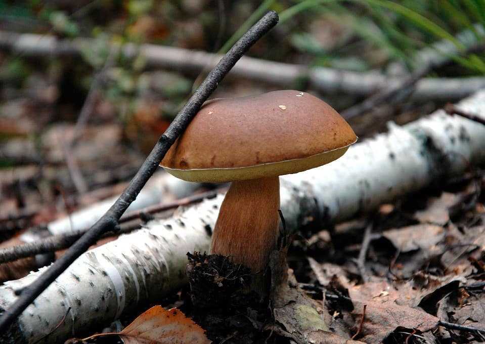 Польские грибы