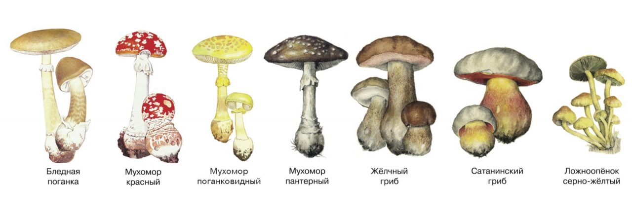 ГРИБЫ • Большая Российская энциклопедия - электронная версия
