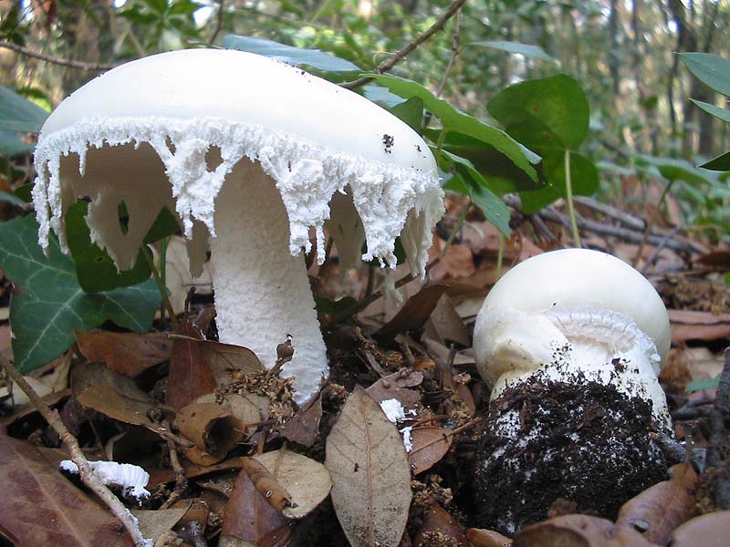 Мухомор яйцевидный (Amanita ovoidea) изображение и описание