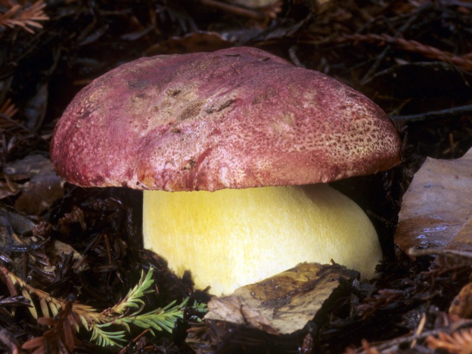 Подберезовик королевский (Butyriboletus regius) фото и описание