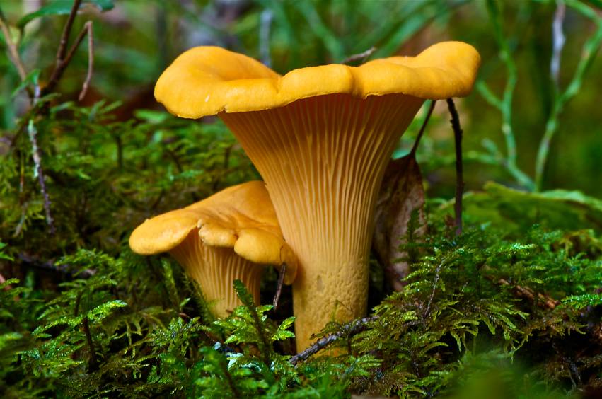Лисичка обыкновенная (Cantharellus cibarius) фото и описание