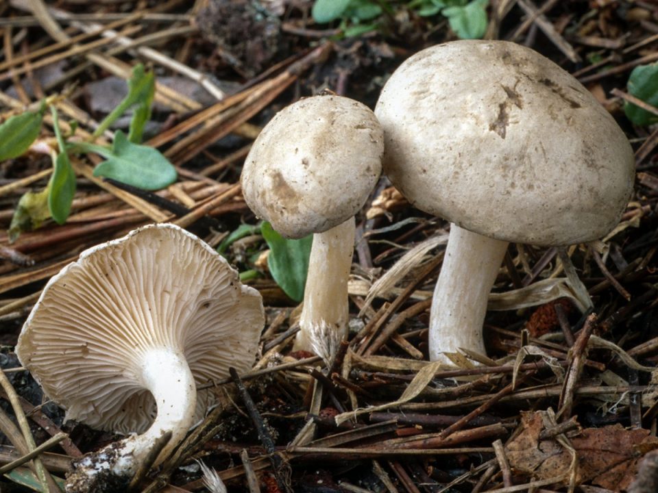 Подчерешня (Clitopilus prunulus) фото и описание