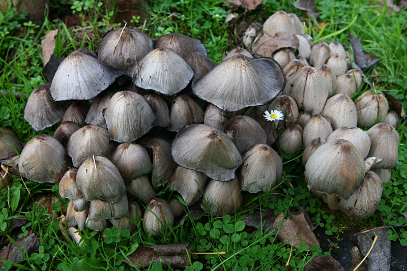 Навозник серый (Coprinopsis atramentaria) фото и описание
