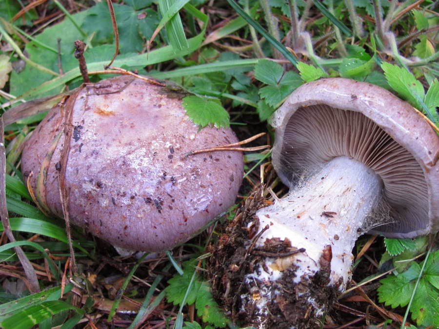 Синяя паутина
