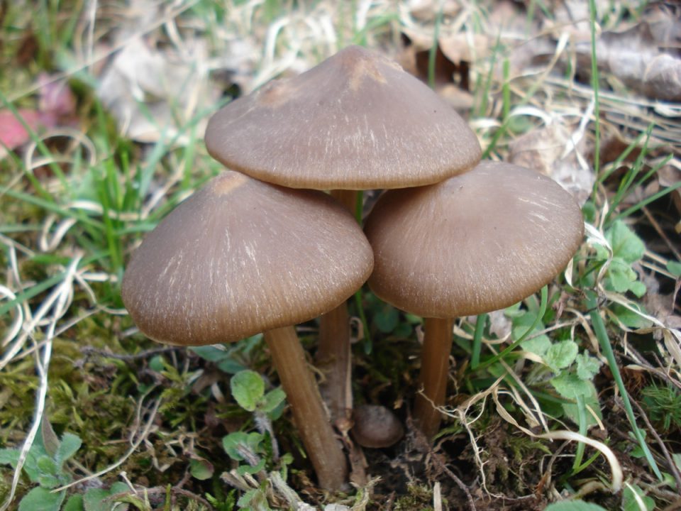Энтолома весенняя (Entoloma vernum) фото и описание