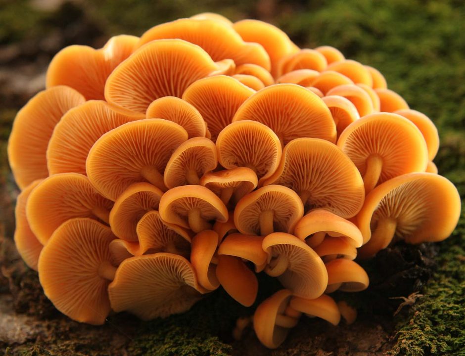 Зимний опят (Flammulina velutipes) фото и описание