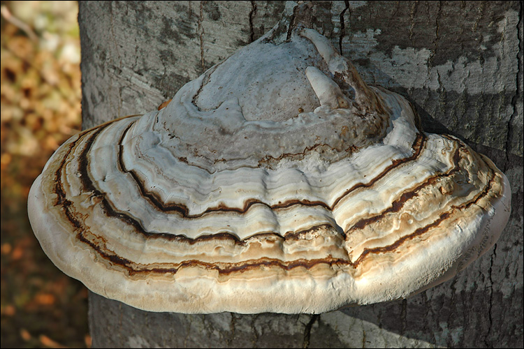 Трутовик настоящий (Fomes fomentarius) фото и описание