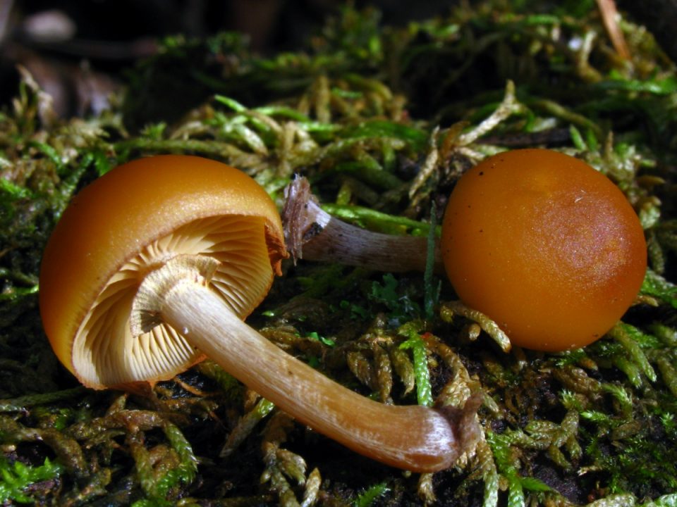 Galerina-marginata_01.jpg