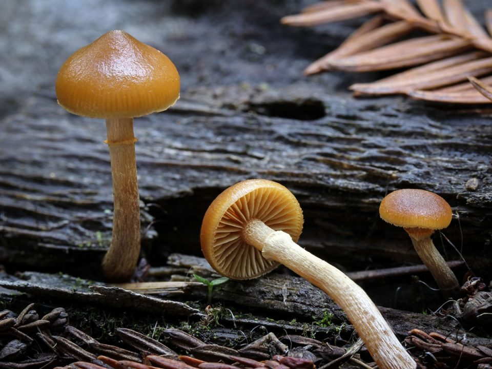 Galerina-marginata_03.jpg