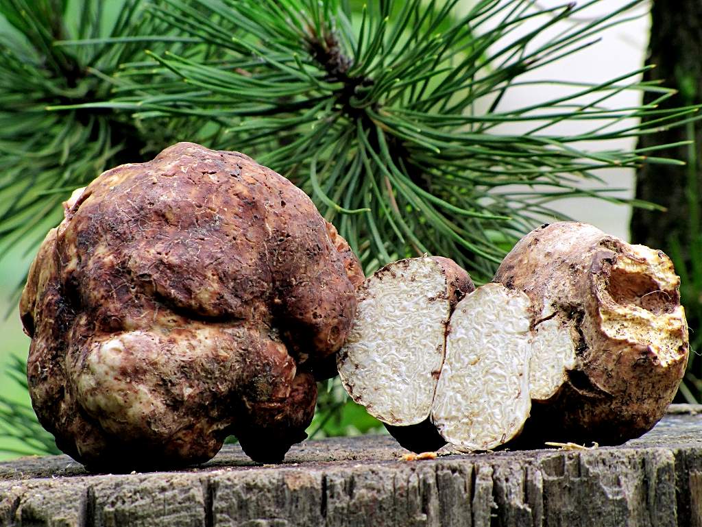 Грибы из Краснодарского края - белый трюфель