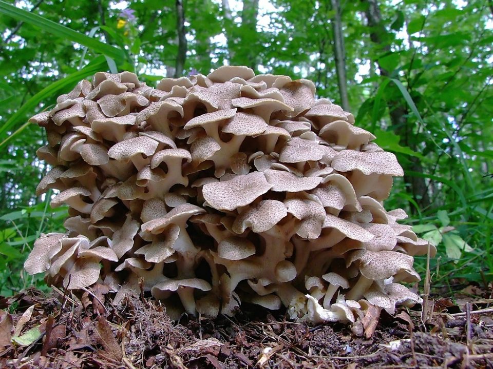 Трутовик зонтичный (Polyporus umbellatus) фото и описание