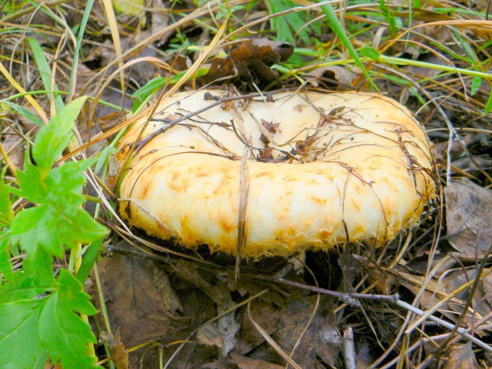Грузд-бахромистый-Lactarius-citriolens-005.jpg
