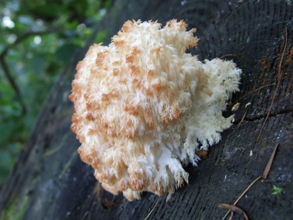 Коралловый ёжик (Hericium coralloides) фото и описание