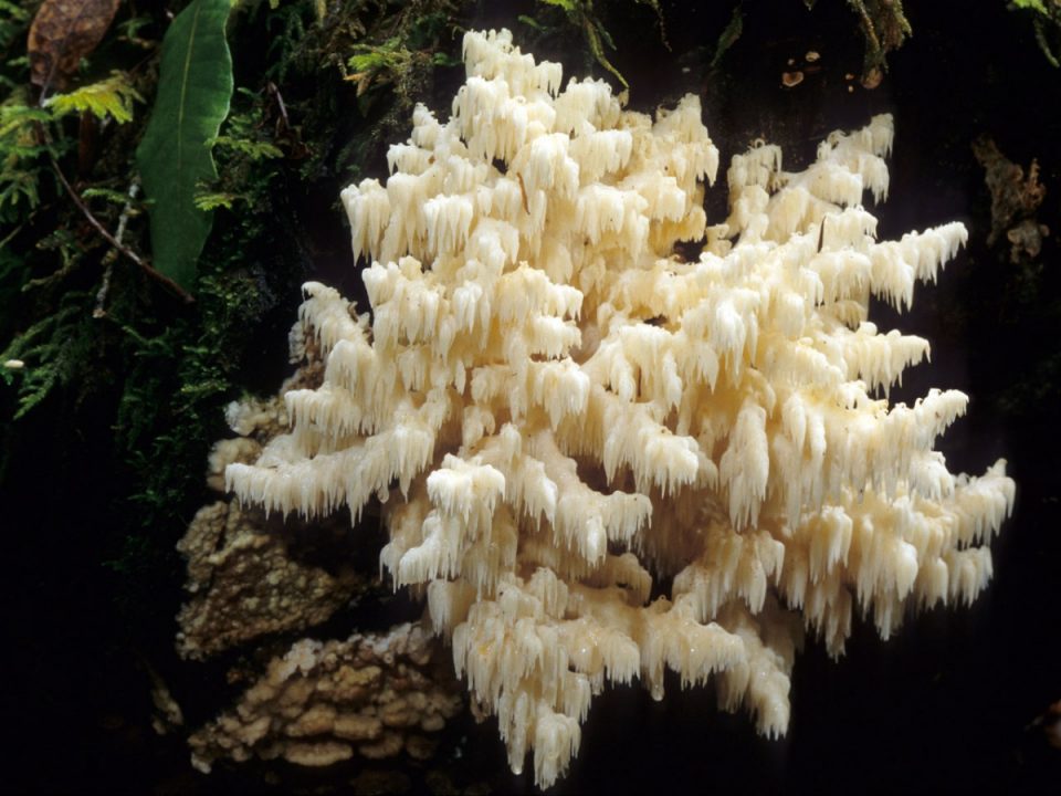 Коралловый ёжик (Hericium coralloides) фото и описание