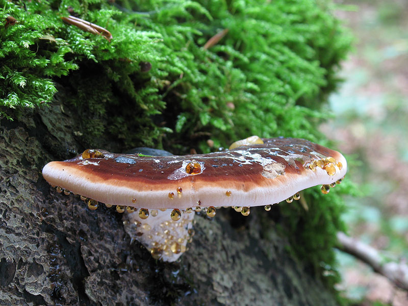 Ишнодерма смолистая (Ischnoderma Resinosum) фото и описание