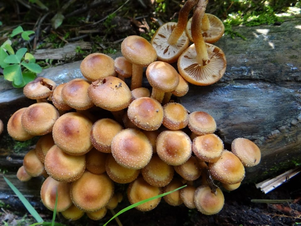 Опята летние (Kuehneromyces mutabilis) фото и описание