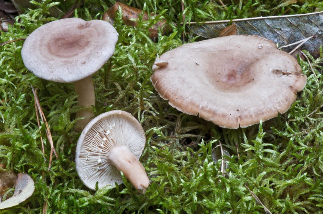 Молочай бледный (Lactarius vietus) фото и описание