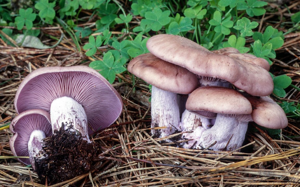 Фиалка рядовка (Lepista nuda) фото и описание