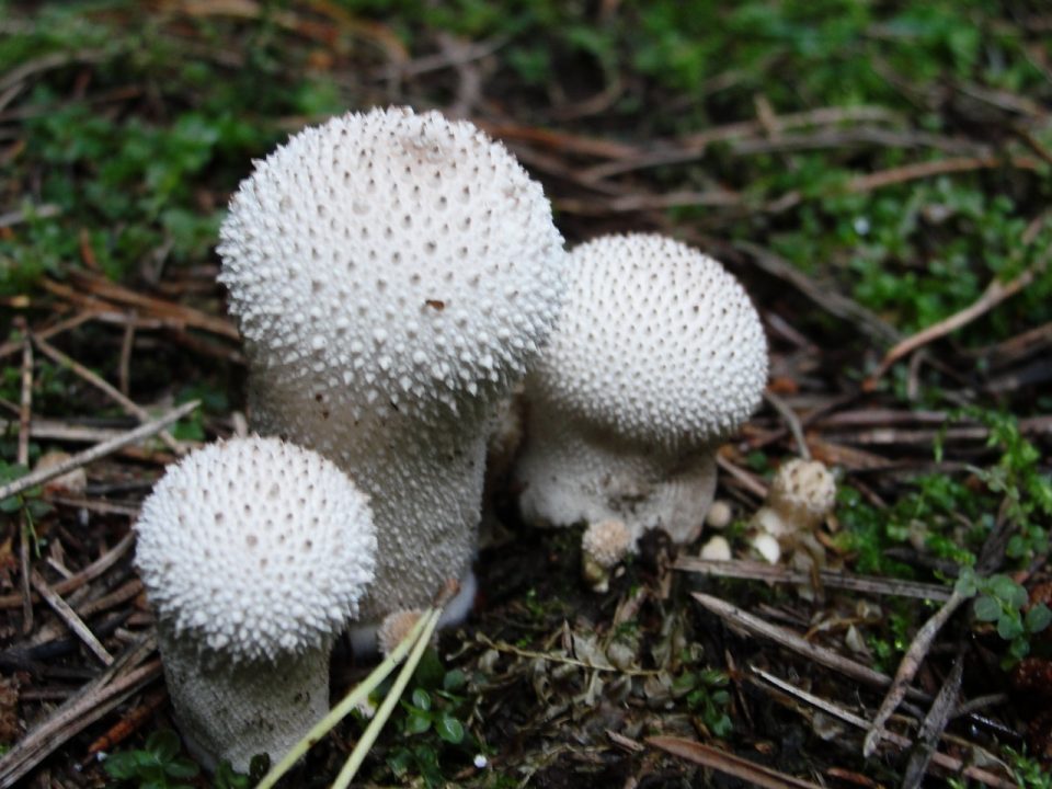 Съедобный дождевик (Lycoperdon perlatum) фото и описание