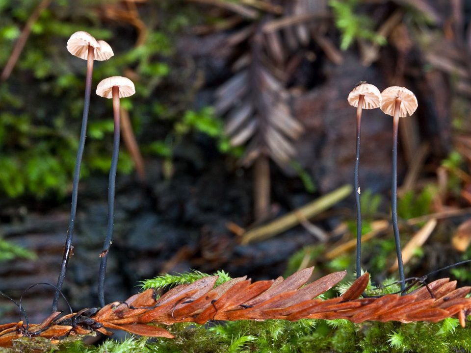Пыльная драконья гниль (Marasmius androsaceus) фото и описание