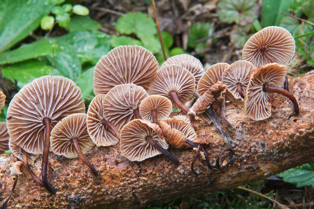 Вонючая гниль (Marasmius foetidus) фото и описание