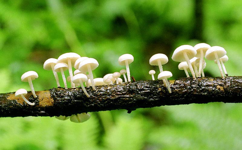Гниль веток (Marasmius rameis) фото и описание