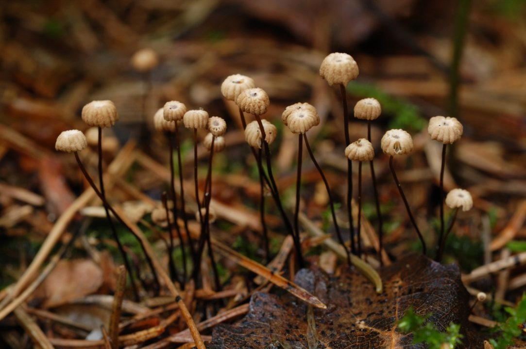 Нежнейший сорняк (Marasmius wettsteinii) фото и описание