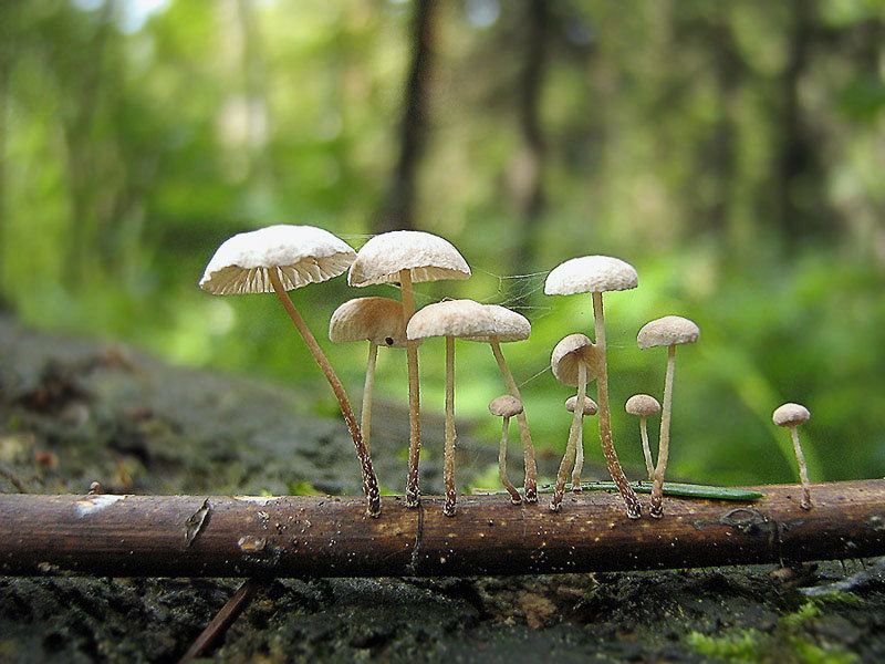 Гниль веток (Marasmius rameis) фото и описание