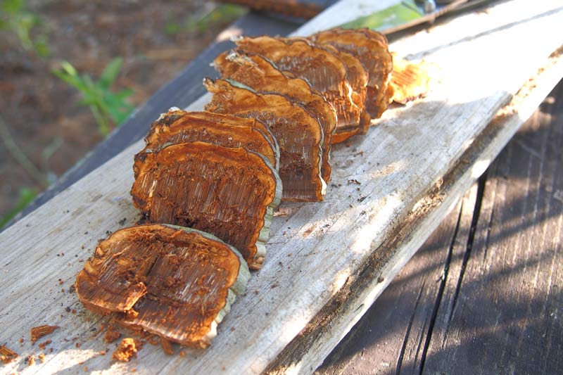 Комариный грибок