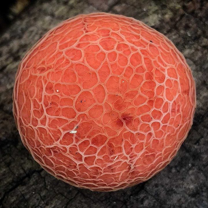 Родот пальматус